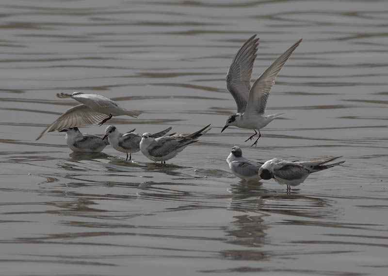 Black-legged Kittiwake